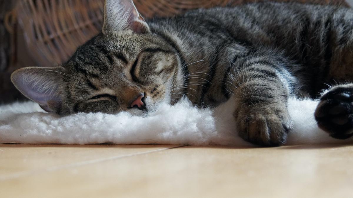 Cómo saber si mi gato está enfermo