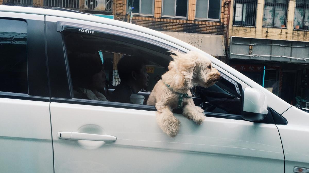 A tu perro le gusta sacar la cabeza por la ventanilla del coche: esta es la multa si lo hace