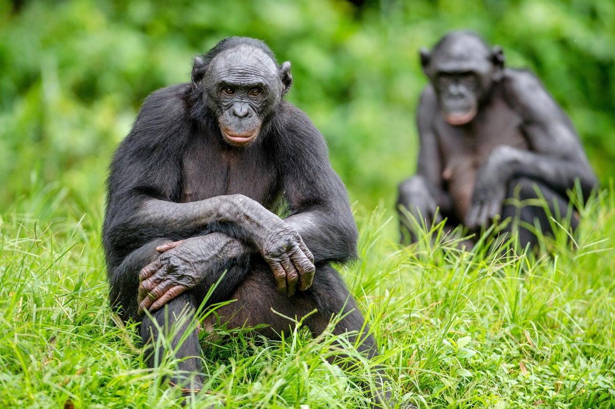 Este es el bonobo, el simio que enseñó a los humanos a convivir
