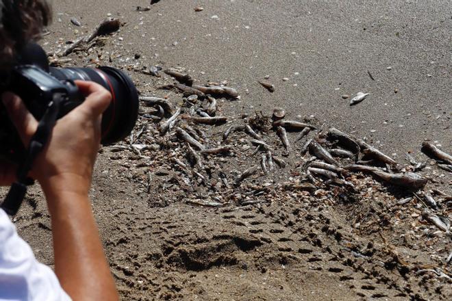 Peces muertos en las orillas de las playas del Mar Menor. EFE/Juan Carlos Caval/ Archivo