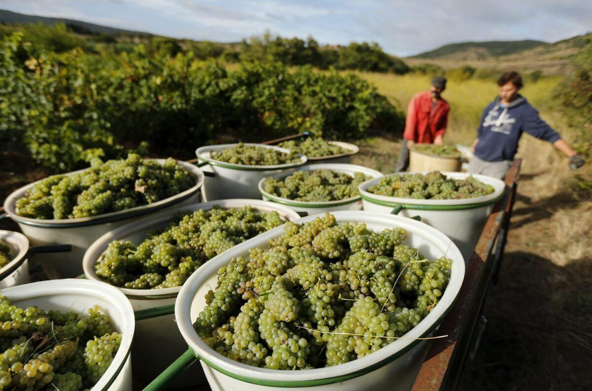 El tiempo también altera la producción de vino: la cosecha de uva será un 30% inferior y más cara