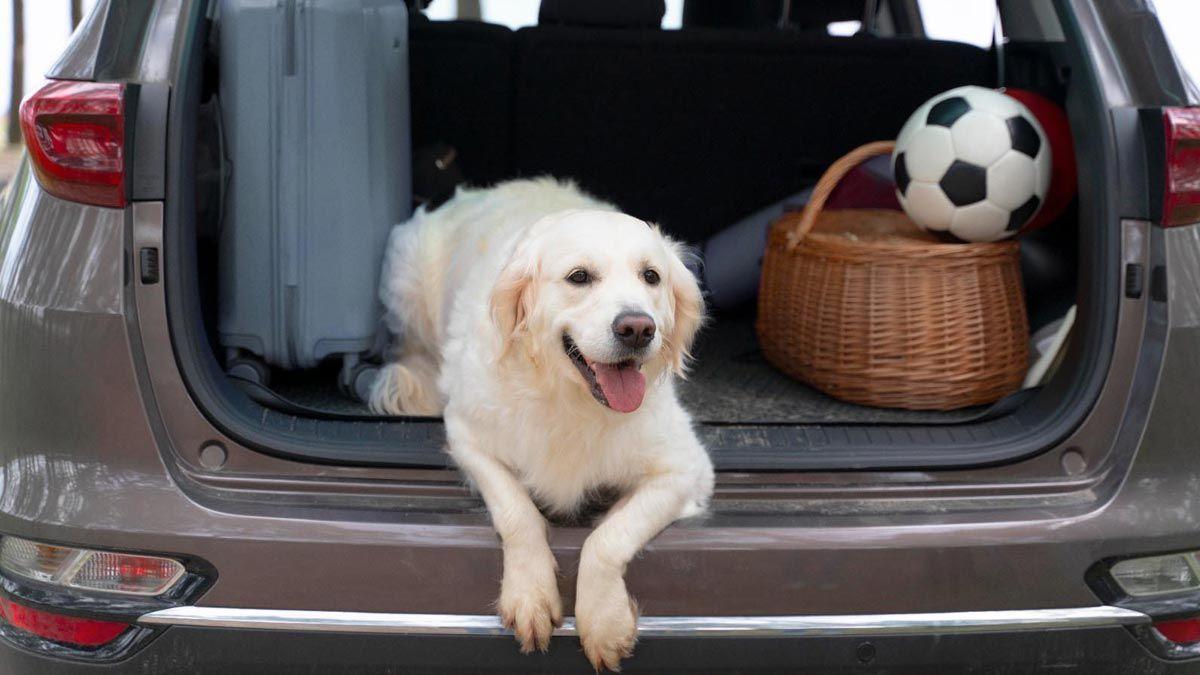 ¿Mascota de vacaciones? La DGT explica cómo debes llevar a tu perro en el coche