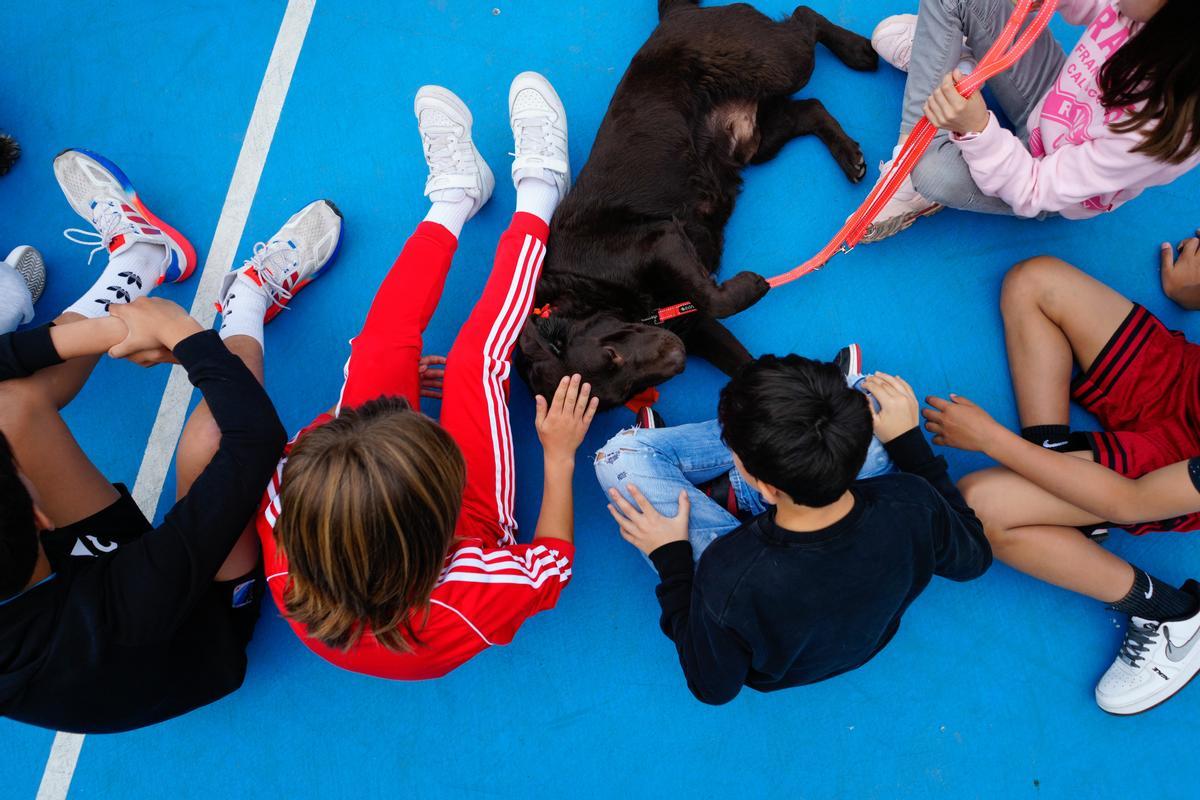 Un colegio de Barcelona incluye asignatura con perros de terapia contra el acoso.