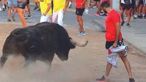 El toro de Julio de la Puerta que mató por la noche a una persona en Meliana, durante la tarde.