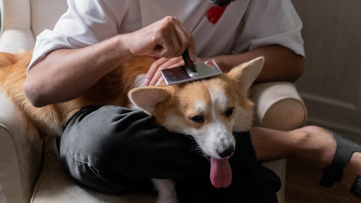 Perros Sin Pelo Estas Son Algunas Razas De Perros Que Casi No Sueltan Pelo El Peri Dico De