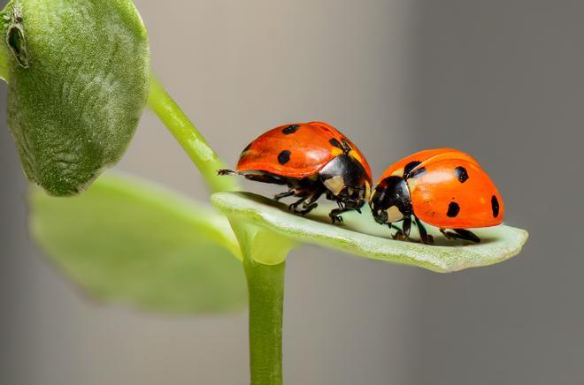 ¿Cuáles son las razones por las que están desapareciendo los insectos?