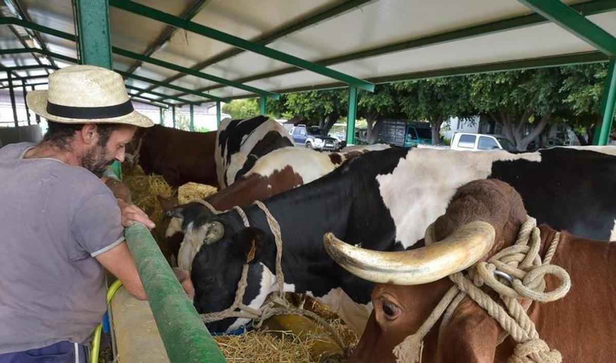 Un ganadero alimenta a sus vacas en la granja del Cabildo de Gran Canaria. Un ganadero alimenta a sus vacas en la granja del Cabildo de Gran Canaria.