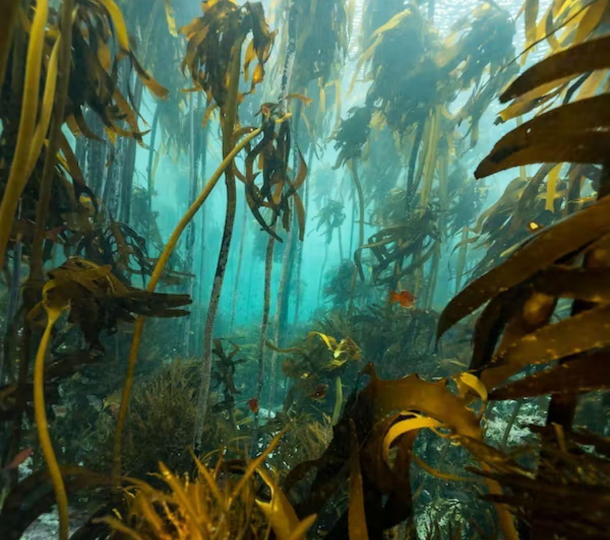 Los gigantescos bosques submarinos cubren un área más grande que el Amazonas