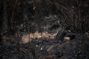 Un ciervo entre las cenizas tras el incendio sofocado hace tres días e iniciado el pasado día 15 en la Sierra de la Culebra, a 22 de junio de 2022, en Villardeciervos, Zamora, Castilla y León (España). 