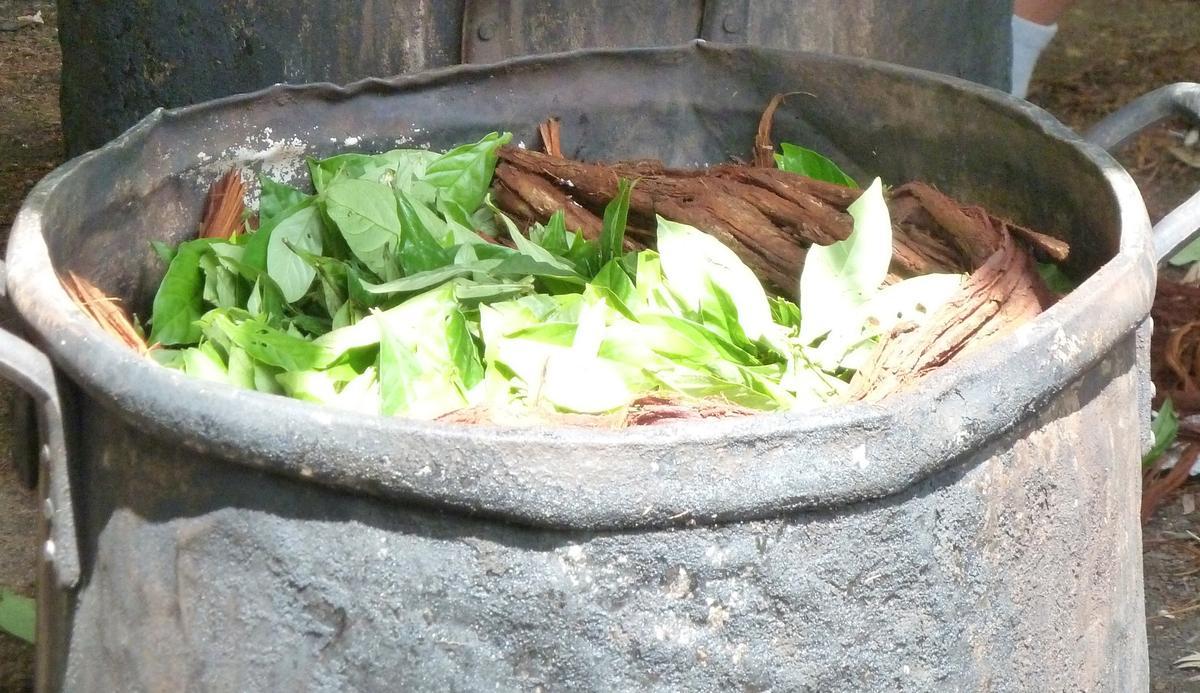 Los efectos adversos del consumo de ayahuasca generalmente no son severos