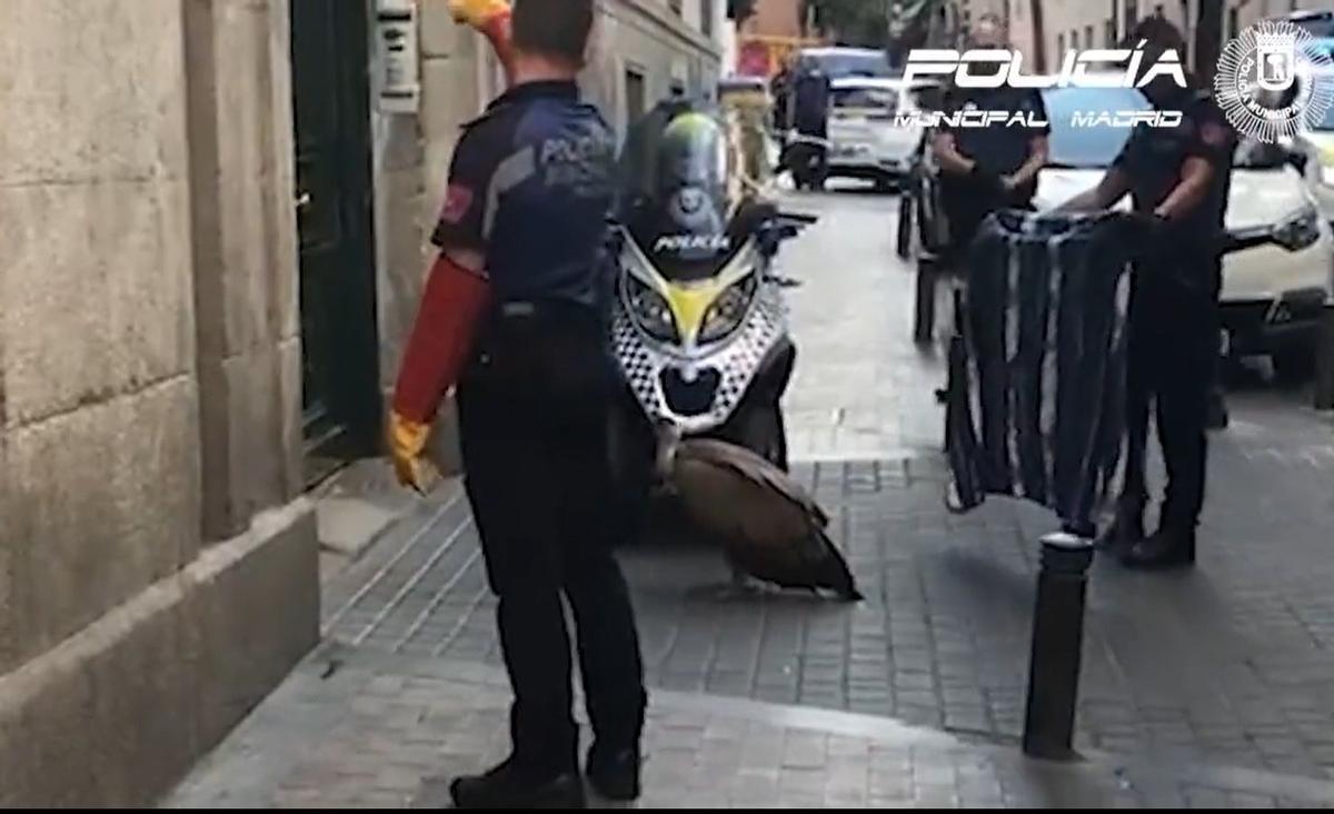 Rescatan a un buitre leonado en una calle de Madrid