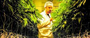 El CEO de la empresa Cilo Cybin, Gabriel Theron, observa una de sus plantaciones de cannabis en la localidad sudafricana de Pretoria. 