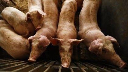 The pig macro-farms have a problem and it is not Garzón: it is the Chinese market