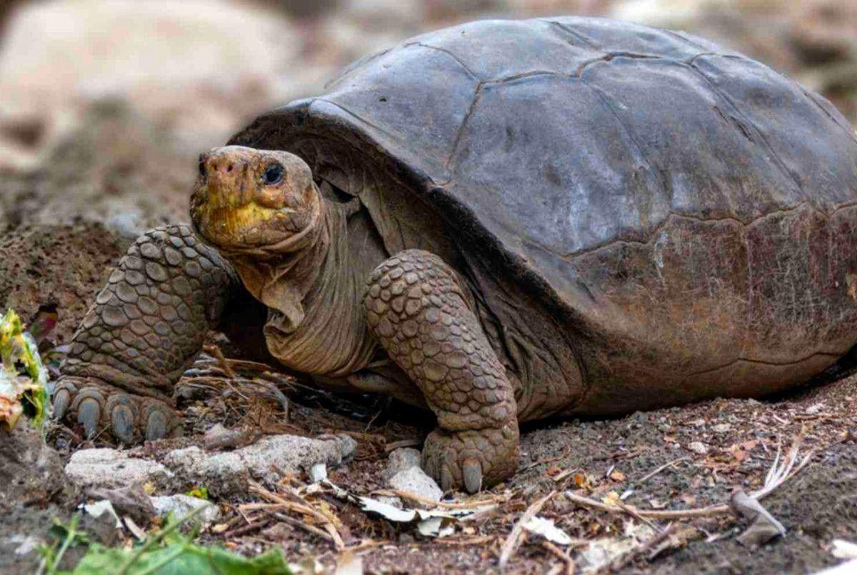 La tortuga Fernanda: encuentran viva a una especie gigante que se creía extinta
