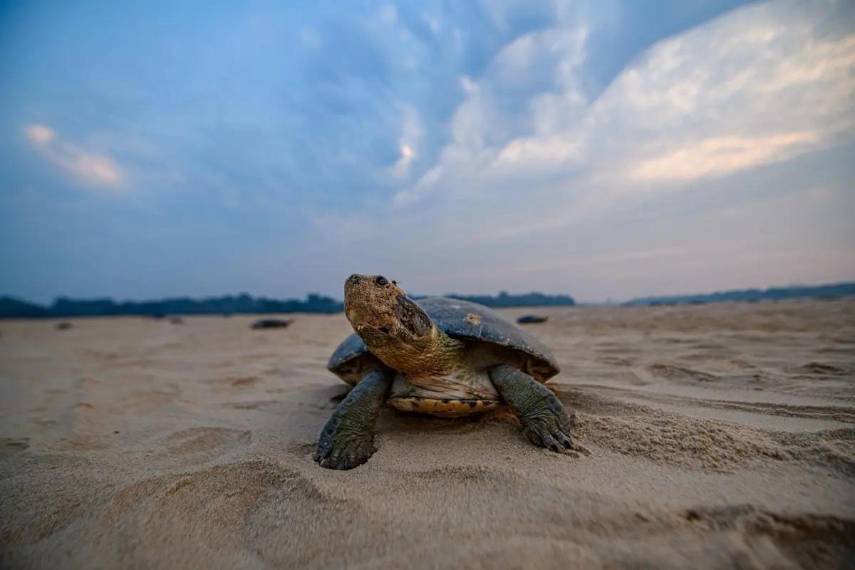 Espectáculo natural: 70.000 tortugas de río se dan cita para desovar en Bolivia