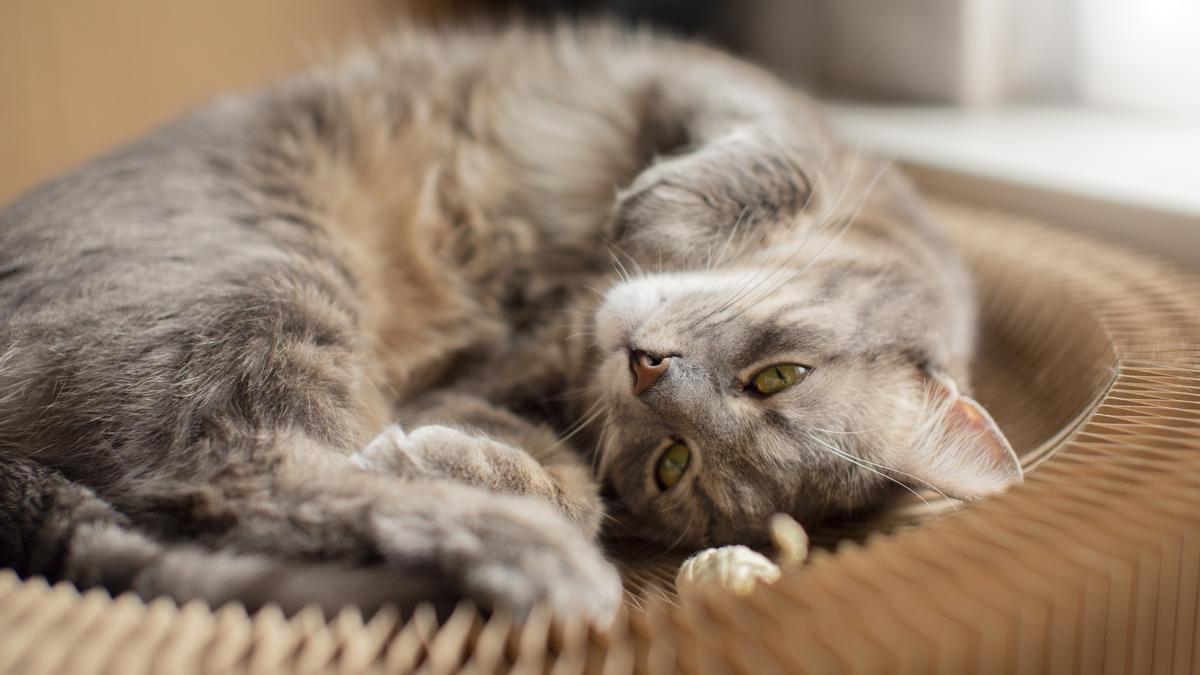 Cat Diseases | These Are the Symptoms You Should Consider