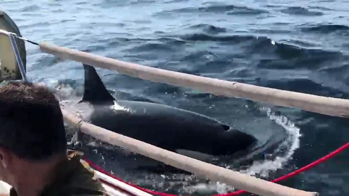 Tensión en un velero gallego: "Las orcas no pararon de atacarnos hasta romper el timón"