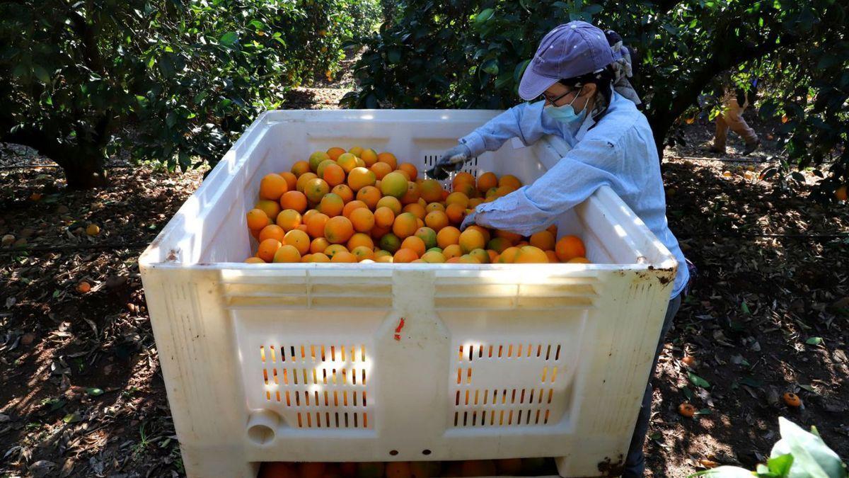 Palma del Río 8 Recogida de la naranja durante el pasado año en una explotación cordobesa.
