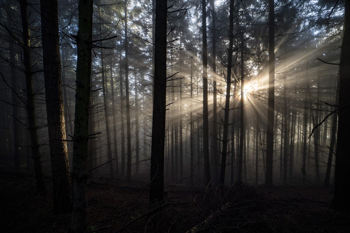 Un bosque en Hungría. Un bosque en Hungría.