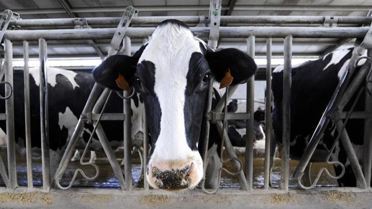 Los ganaderos de leche temen ingresar hasta un 30% menos con la nueva PAC Los ganaderos de leche temen ingresar hasta un 30% menos con la nueva PAC