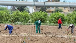 Jornaleros agrícolas trabajando la pasada primavera junto a las tuberías del Tajo-Segura. TONY SEVILLA